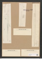 Nitzschia smithi var. suflexuosa Grun. (de-Toni-Nr.: Genus 47, Species 2075) Zeichnungen Sammlung Grunow Nr. 4106 (NHMW-BOT-W0371965)